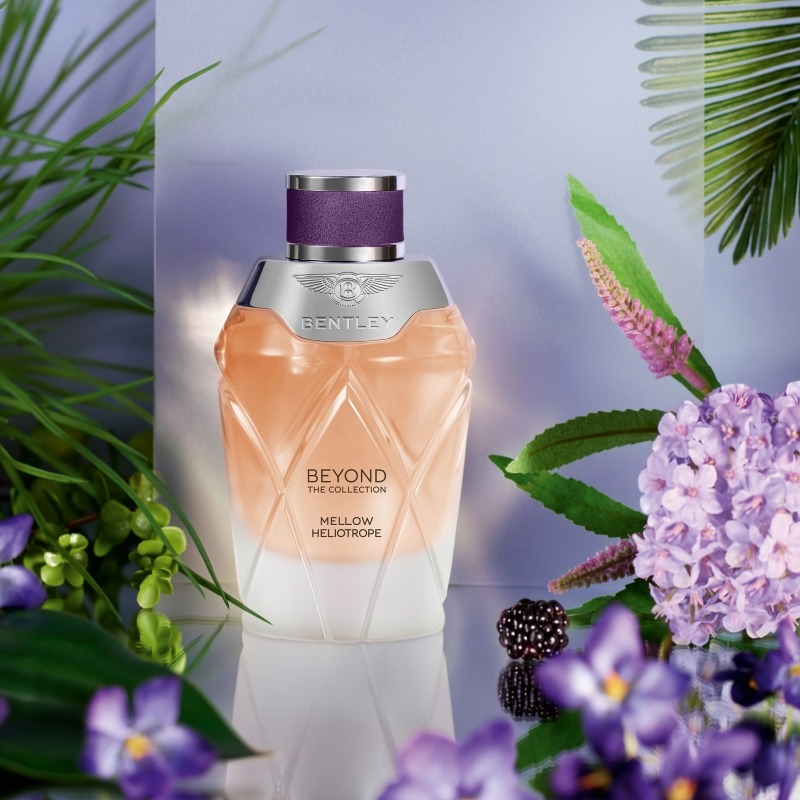 Bentley Mellow Heliotrope